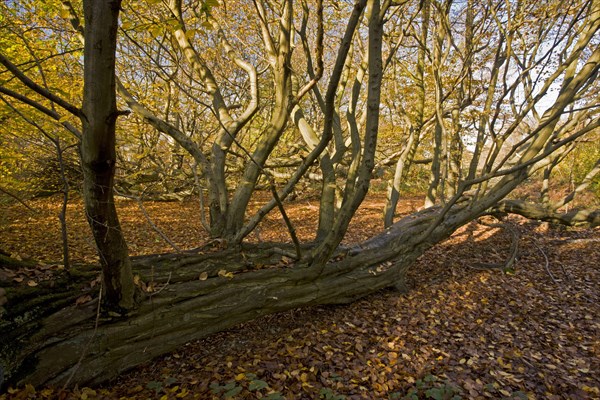 European european hornbeam