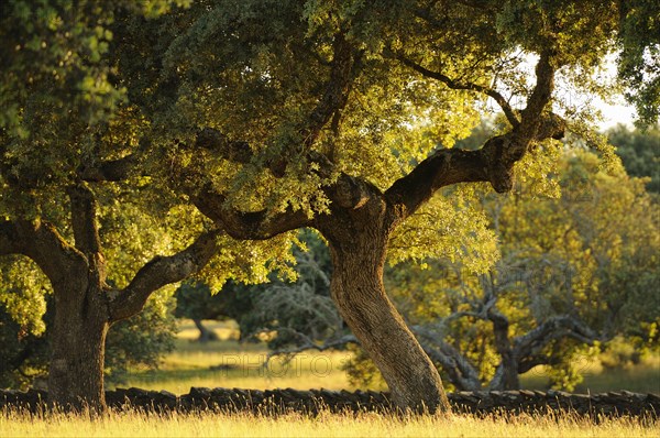 Holm Oak