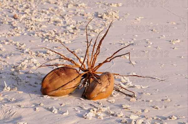 Coconut palm