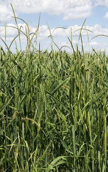 Black meadow grass