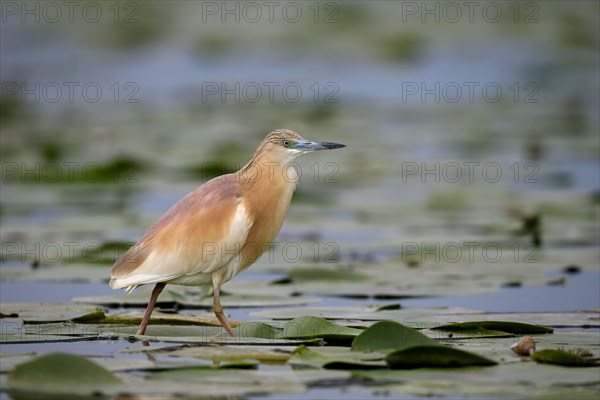 Squacco heron