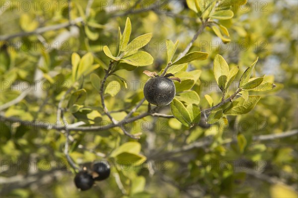 Texas Persimmon