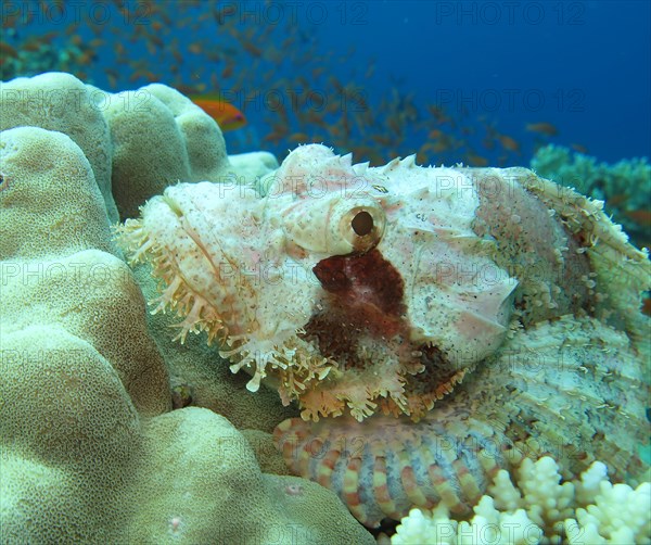 Red scorpionfish