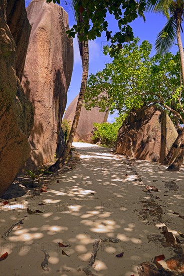 Palm trees and granite rocks on the dream beach Source d'Argent