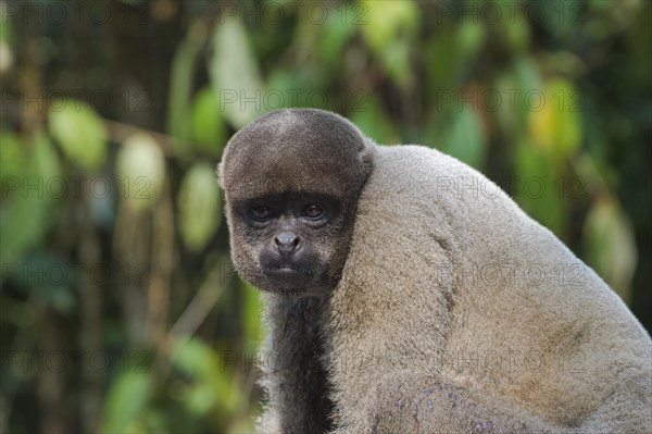 Brown woolly monkey