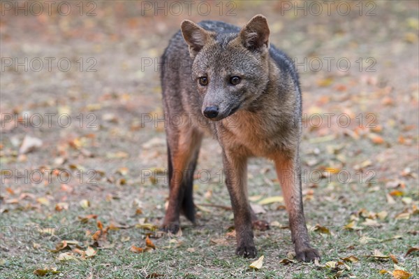 Crab-eating fox