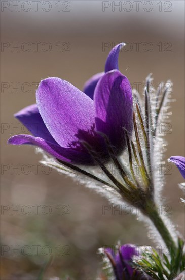 Common pasque flower