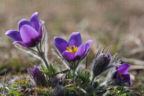 Common pasque flower