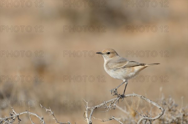 Pale-browed Wheatear