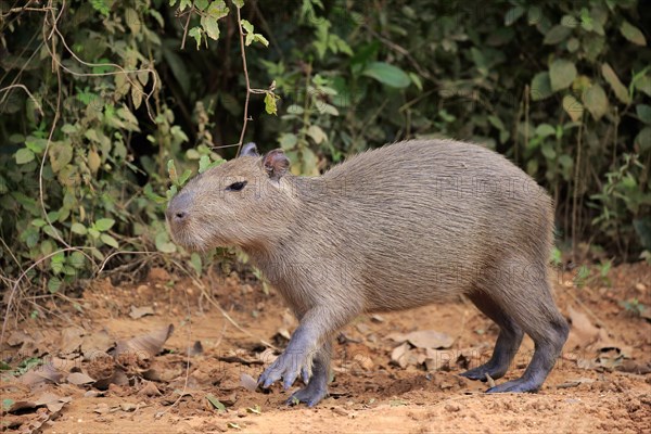 Capybara