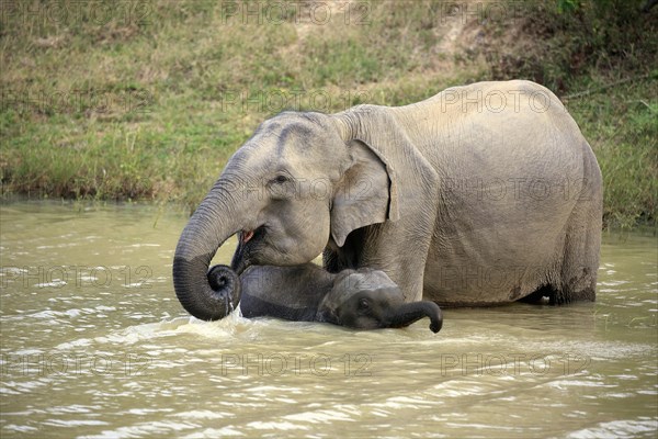 Asian sri lankan elephant