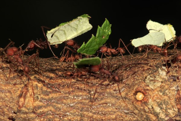 Leafcutter ant