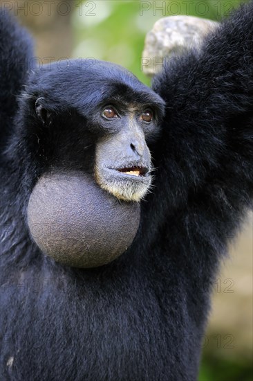 Siamang