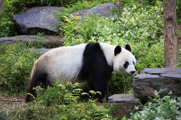 Giant panda