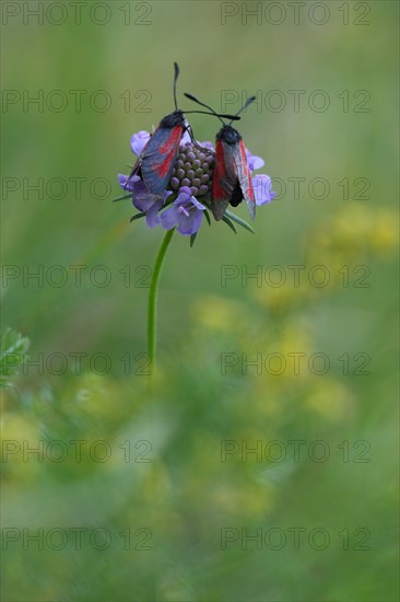 Six-spotted Widow