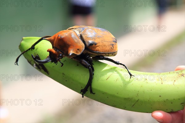 Elephant beetle