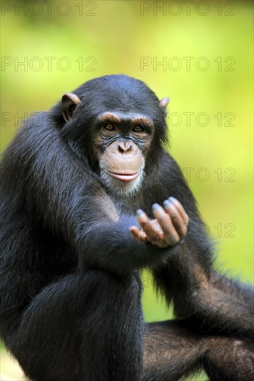 Chimpanzee