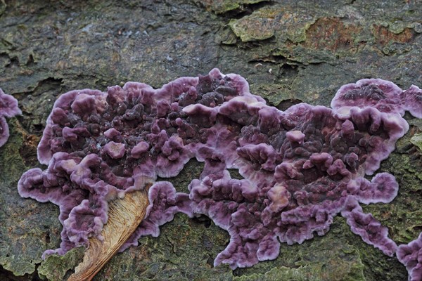 Purple layer fungus