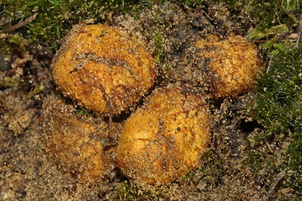 Yellowish Bearded Truffle