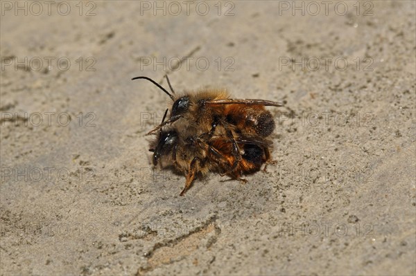 Red mason bee