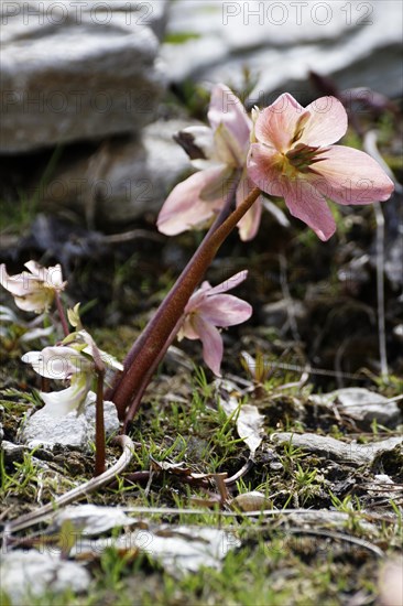 Christmas Rose