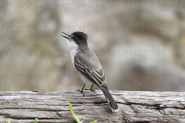 Olive-grey Kingbird