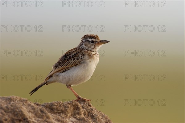 Red-capped lark