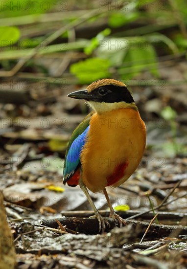 Blue-winged Pitta