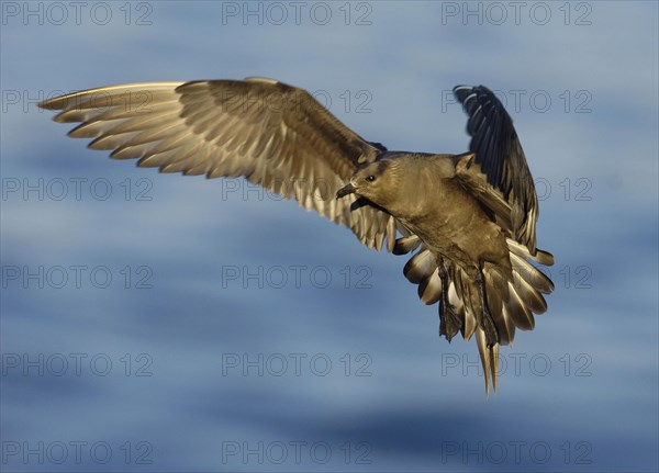 Arctic Skua