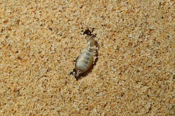 Common sandhopper