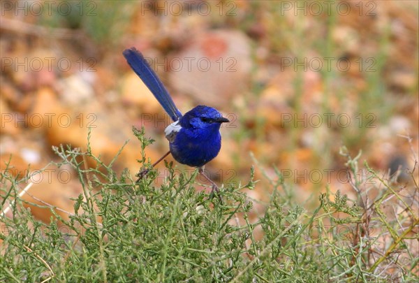 White-winged fairywren