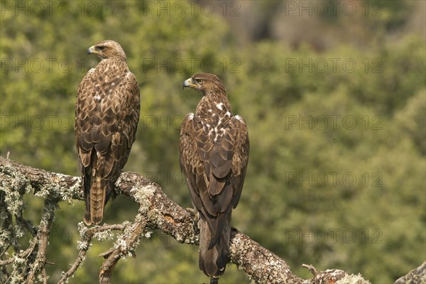 Bonelli's Eagle