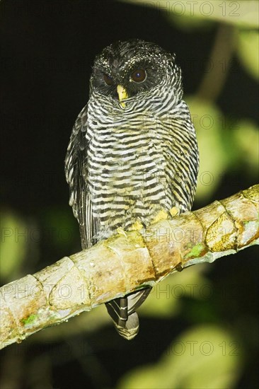 San Isidro Owl