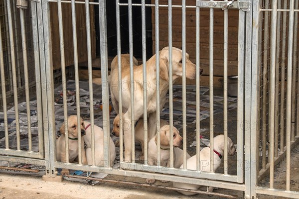 Yellow Labrador bitch with 5-week-old puppies in free-range husbandry