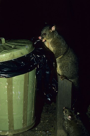 Common common brushtail possum