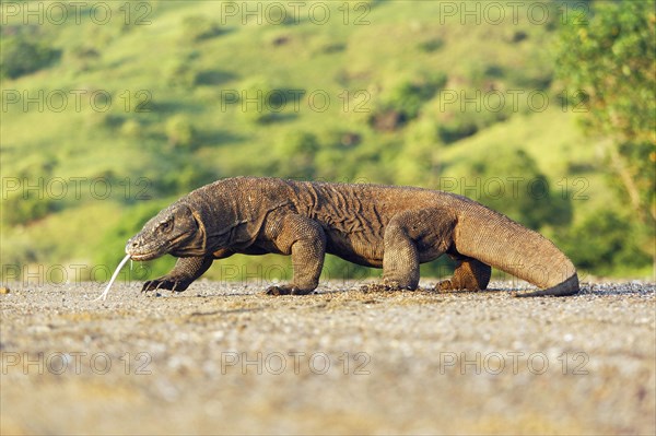 Adult komodo dragon