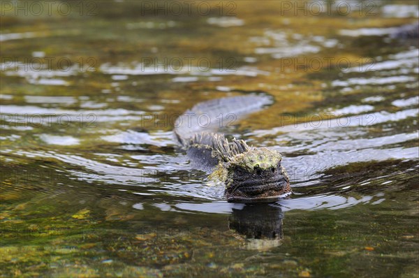 Galapagos Sea Lizard