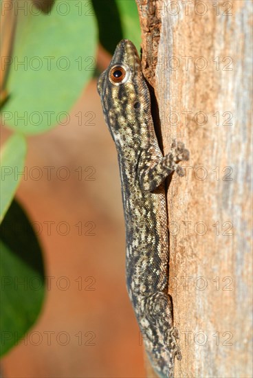 Thicktail Day Gecko