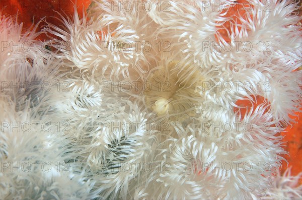 Sea Anemone