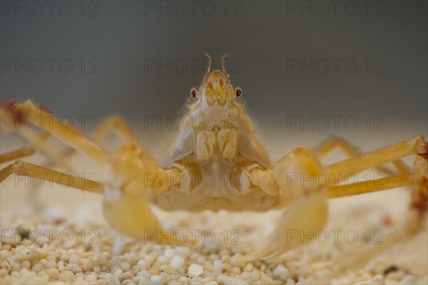 Kelp Spider Crab