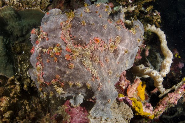 Giant frogfish