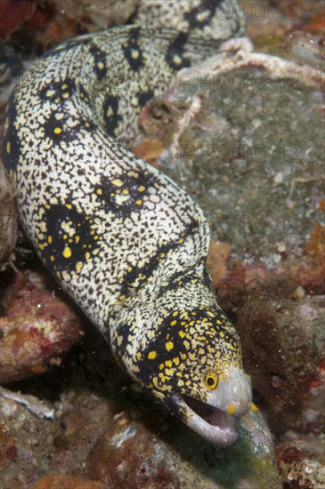 Snowflake Moray