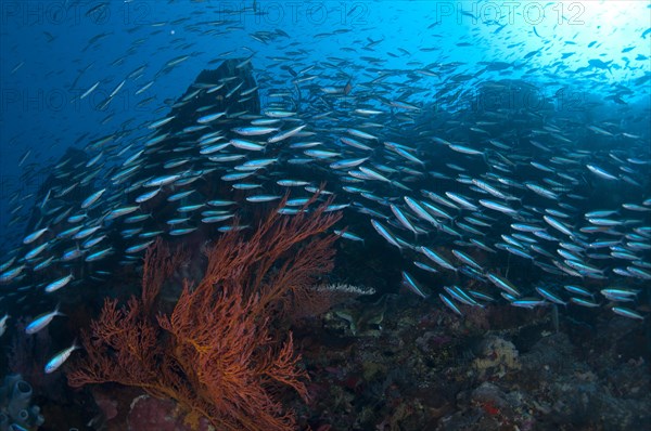 Blue-striped Fusiliers