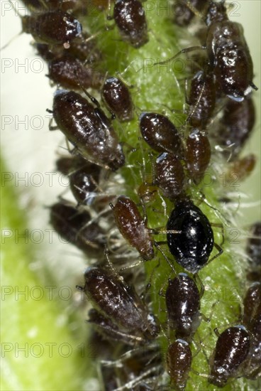 Aphids