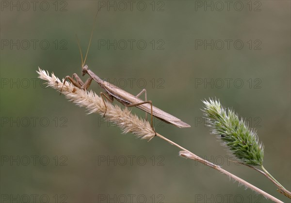 European Praying Mantis