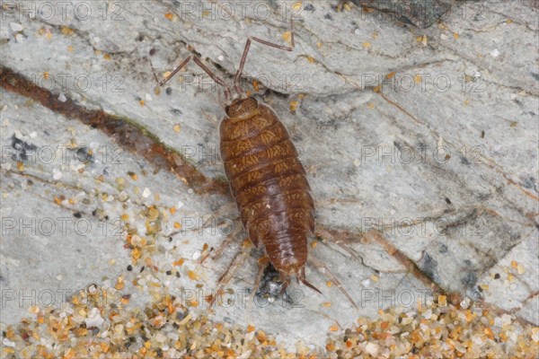 Woodlouse