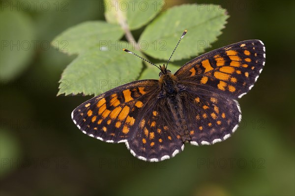 False heath fritillary