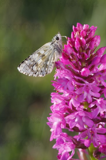 Safflower Skipper