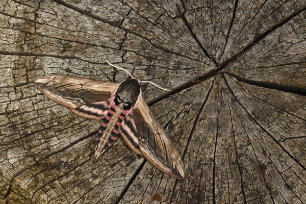 Privet Hawkmoth