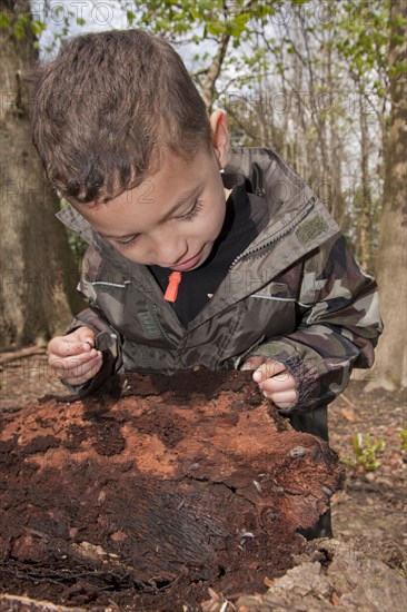 Young boy looking at woodlice on rotting log in woodland